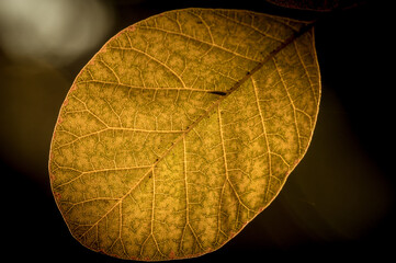 jesienny las i jesienne żółte liście - obrazy, fototapety, plakaty