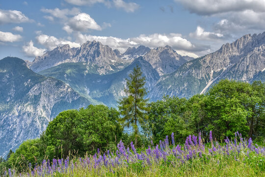Lupine, Lupinenbohne, Wolfsbohne, Feigbohne, Lupinen, violett, Blume, Sternalm, Hochstein, &Ouml;sttirol, Lienz, Bl&uuml;te, Bl&uuml;ten, Bl&uuml;tenmeer, Schmetterlingsbl&uuml;tler, H&uuml;lsenfr&uuml;chtler, Wiese, Blumenwiese, Alm, 