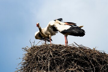 Ein Storch während der Balz - Das Klappern des Storches - Das Nachhintenlegen des Kopfes  und das klappern mit dem Schnabel ist ein Balzritual