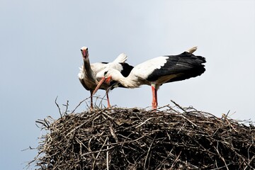 Zwei Störche im Nest