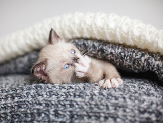 Kitten in a knitted blanket