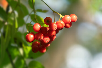 Frucht der Eberesche