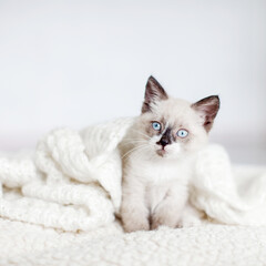 Kitten on gray knitted blanket