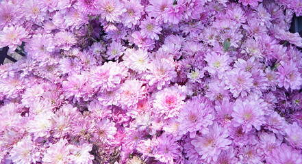 Chrysanthemums flowers are blooming in  garden
