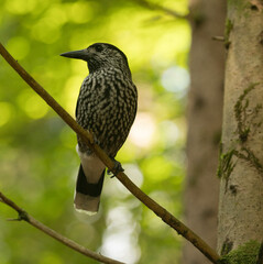 Close up of a spotted Nutcracker (Nucifraga caryocatactes) in the forest.