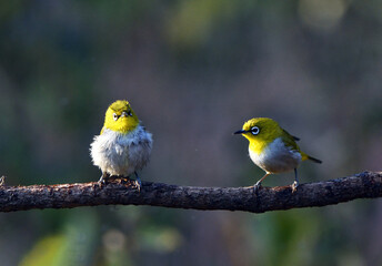 Beautiful Birds Frames