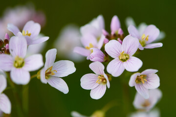 Fototapeta na wymiar Blüten des Wiesen-Schaumkraut (Cardamine pratensis) 