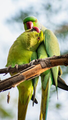 Beautiful Birds Frames
