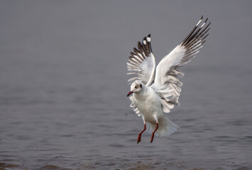 Beautiful Birds Frames