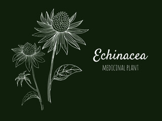 Echinacea vector drawing. Isolated flower and leaves. Herbal engraved style illustration. Detailed botanical sketch for tea, organic cosmetics, medicine, aromatherapy
