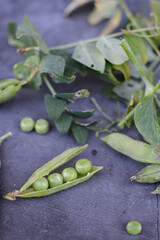Raw green peas on dark stone background