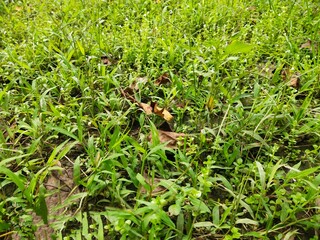 grass in the garden