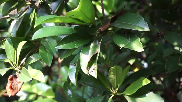 Sapodilla leaves (Manilkara zapota, sapota, chikoo, naseberry, sawo, nispero) in the nature background. The name "zapota" from the Spanish zapote ultimately derives from the Nahuatl word tzapoti.