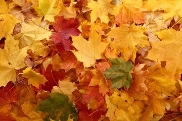 Naklejka na ściany i meble Closeup beautiful colorful fallen leaves on the ground.Texture of yellow,red and orange maple leaves.Autumn background.