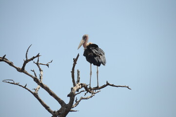 Marabou stork bird perched on bare tree in Chobe National Park, Botswana, Africa