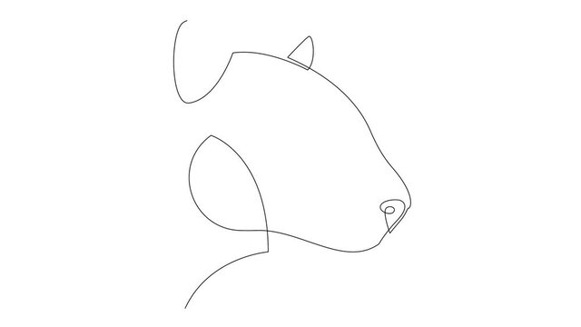 Self drawing simple animation of single continuous one line drawing jaguar, panther, lioness. Drawing by hand, black lines on a white background.