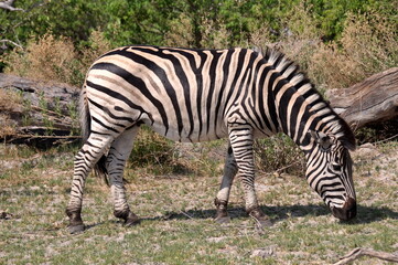 Fototapeta na wymiar Zebra grazing in natural habitat, Chobe national park in Botswana