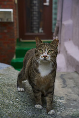 stray cat on the street
