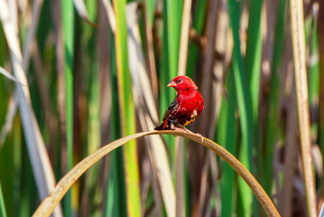Beautiful Bird Frames
