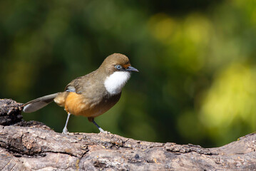 Beautiful Bird Frames