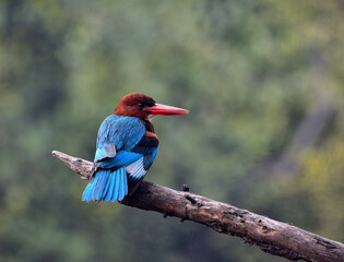 Beautiful Bird Frames