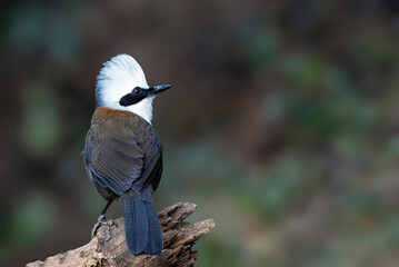 Beautiful Bird Frames
