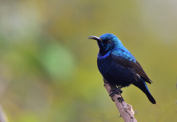 Beautiful Bird Frames