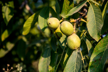 Green fresh walnuts on branch
