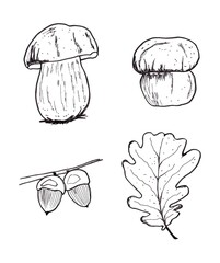 Set of mushrooms hand drawing illustrations. Isolated, white background