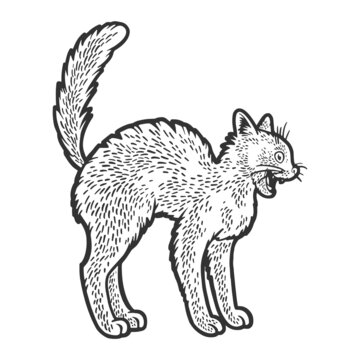 bristle cat sketch raster illustration