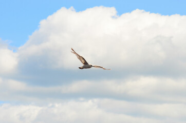 Fototapeta na wymiar Seagulls soaring in open sky