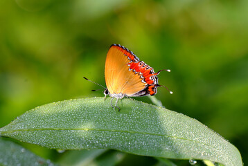 butterfly on a leaf