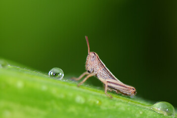grasshopper on leaf