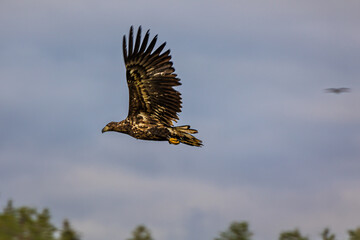 The white-tailed eagle (Haliaeetus albicilla).