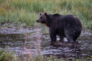 Obraz na płótnie Canvas Wild brown bear on the swamp.