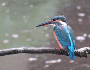 カワセミ