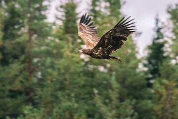 The white-tailed eagle (Haliaeetus albicilla).
