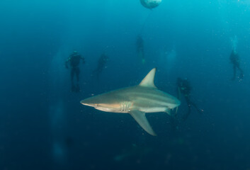 Blacktip (Zambezi) Shark in South Africa