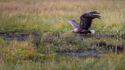 The white-tailed eagle (Haliaeetus albicilla).