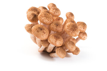 Honey fungus forest mushrooms isolated on white background. Armillaria mellea.
