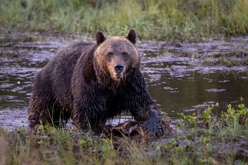 Plakat Wild brown bear on the swamp.