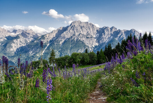 Lupine, Lupinenbohne, Wolfsbohne, Feigbohne, Lupinen, violett, Blume, Sternalm, Hochstein, &Ouml;sttirol, Lienz, Bl&uuml;te, Bl&uuml;ten, Bl&uuml;tenmeer, Schmetterlingsbl&uuml;tler, H&uuml;lsenfr&uuml;chtler, Wiese, Blumenwiese, Alm, 