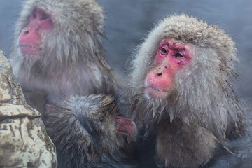 Japanese snow monkeys bathing in hot spring in winter