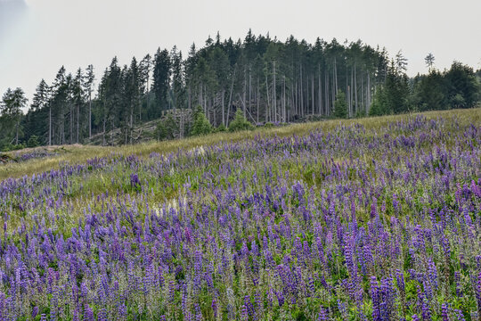 Lupine, Lupinenbohne, Wolfsbohne, Feigbohne, Lupinen, violett, Blume, Sternalm, Hochstein, &Ouml;sttirol, Lienz, Bl&uuml;te, Bl&uuml;ten, Bl&uuml;tenmeer, Schmetterlingsbl&uuml;tler, H&uuml;lsenfr&uuml;chtler, Wiese, Blumenwiese, Alm, 