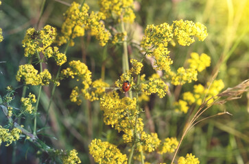 Fototapeta premium Ladybug on meadow flowers. Beautiful spring flowers, yellow and green colors in the sunlight with a ladybug, a soft background of nature.