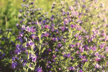 Obraz premium Medicinal herbs Blue melliferous flowers-Blueweed (Echium vulgare) in the meadow. Warm evening light of the sun