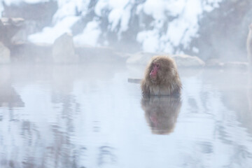 Japanese snow monkey bathing in hot spring in winter  - obrazy, fototapety, plakaty