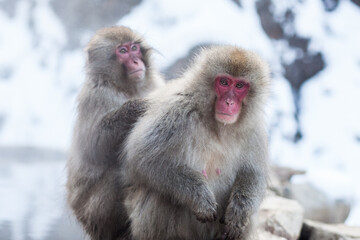  Japanese snow monkeys sitting on the stone above the hot springs