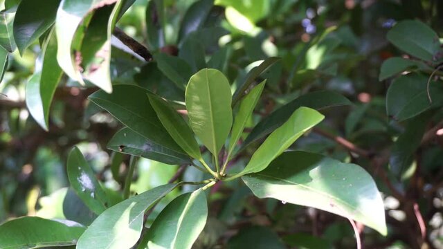 Sapodilla leaves (Manilkara zapota, sapota, chikoo, naseberry, sawo, nispero) in the nature background. The name "zapota" from the Spanish zapote ultimately derives from the Nahuatl word tzapoti.