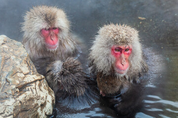 Japanese snow monkey bathing in hot spring in winter 